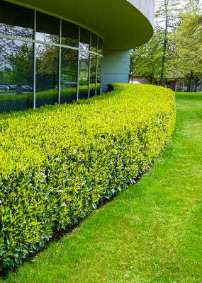 Commercial property landscape maintenance