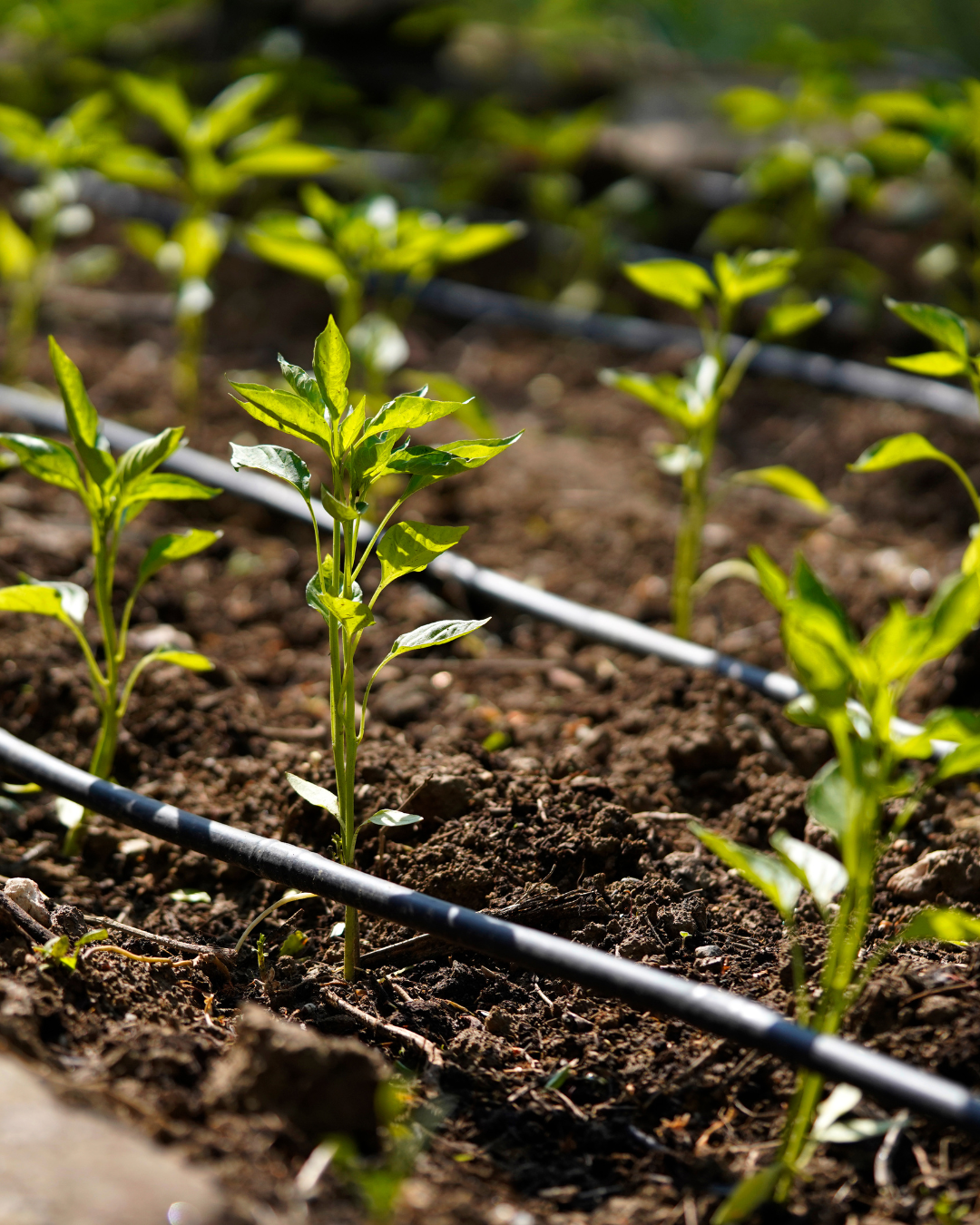 Irrigation Company in Palm Beach