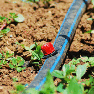 drip irrigation vs sprinklers Florida