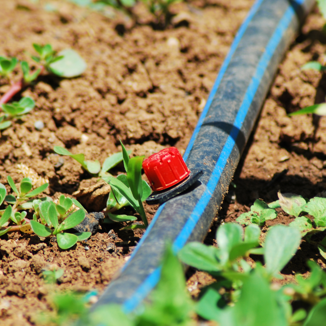 drip irrigation vs sprinklers Florida