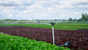 convert sprinkler to drip irrigation